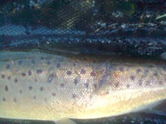 brown trout